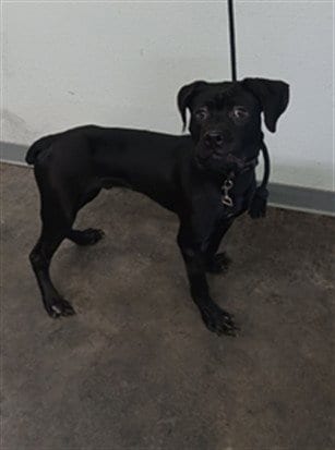 Photo of Mickey, adoptable Boxer in Los Angeles, California