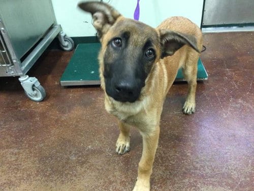 Photo of Duke, adoptable Belgian Shepherd Malinois in Thousand Palms, California