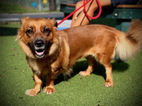 Photo of Ella, adoptable Shetland Sheepdog Sheltie in Orlando, Florida