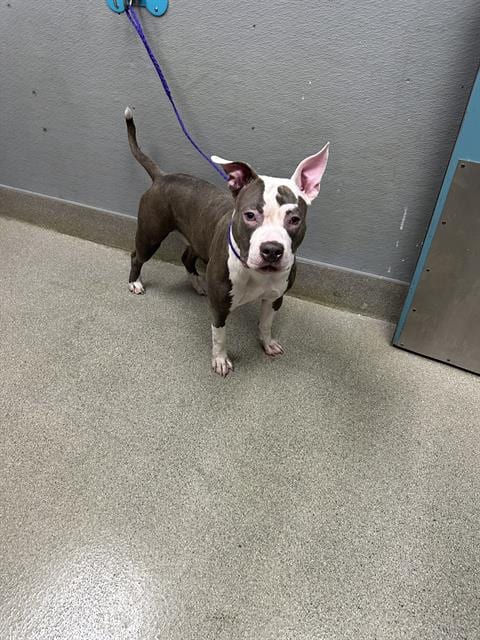 Photo of Oreo, adoptable Pit Bull Terrier in Las Vegas, Nevada
