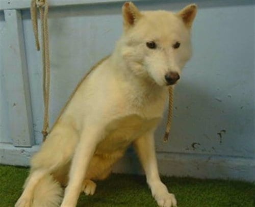 Photo of Kimchi, adoptable Siberian Husky in Gardena, California