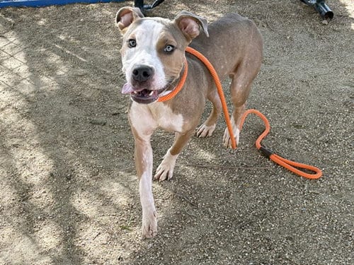 Photo of Dumpling, adoptable American Pit Bull Terrier in Phoenix, Arizona