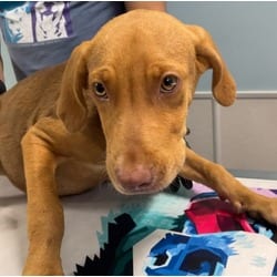 Photo of Karl, adoptable Golden Retriever in San Antonio, Texas
