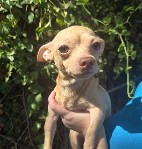 Photo of Twinkle, adoptable Chihuahua in Killeen, Texas