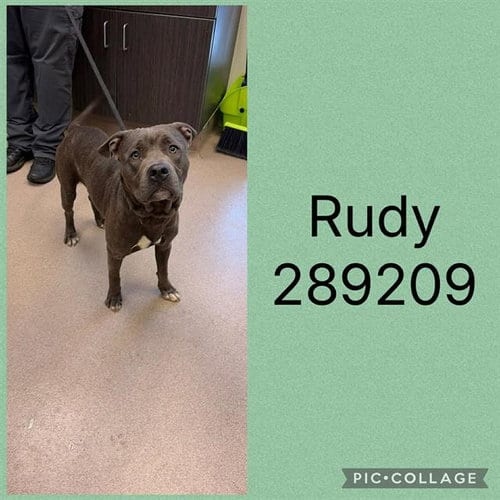 Photo of Rudy, adoptable Pit Bull Terrier in Macon, Georgia