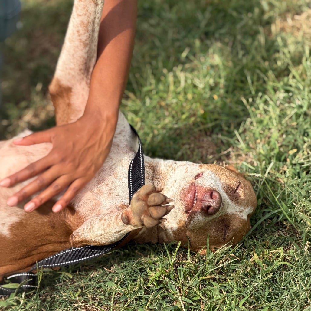 Photo of Thelma, adoptable Cattle Dog, Australian (Red Heeler) / Catahoula Leopard Dog in Starkville, Mississippi
