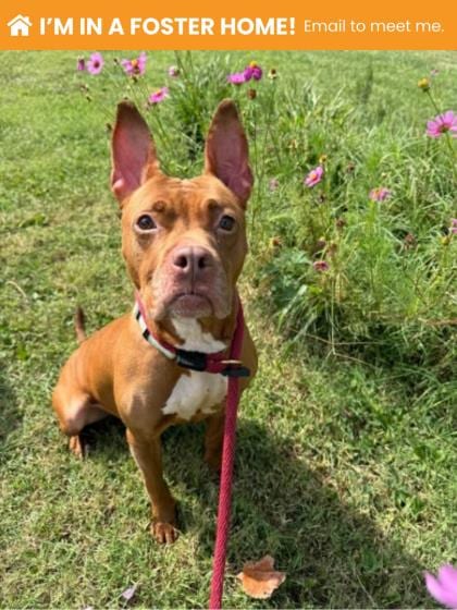 Photo of Izakaya, adoptable dog in Baltimore, Maryland