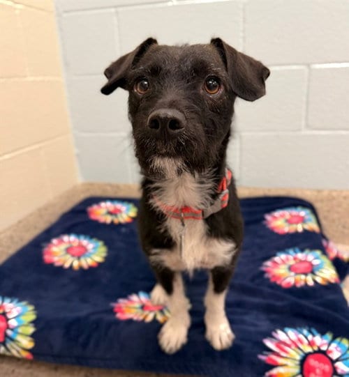 Photo of Pepper, adoptable Cairn Terrier in Brighton, Colorado