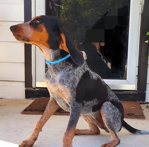 Photo of Maya May, adoptable Bluetick Coonhound in San Antonio, Texas