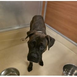 Photo of Rocky, adoptable Boxer in Doral, Florida