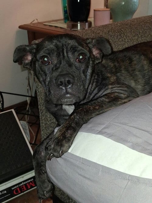 Photo of Bindi, adoptable Terrier in Bellingham, Washington