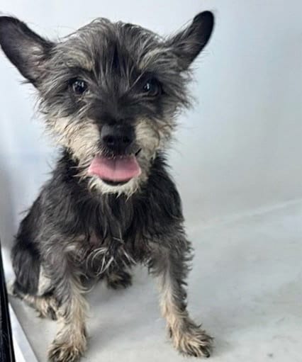 Photo of A663260, adoptable Yorkshire Terrier Yorkie in Houston, Texas