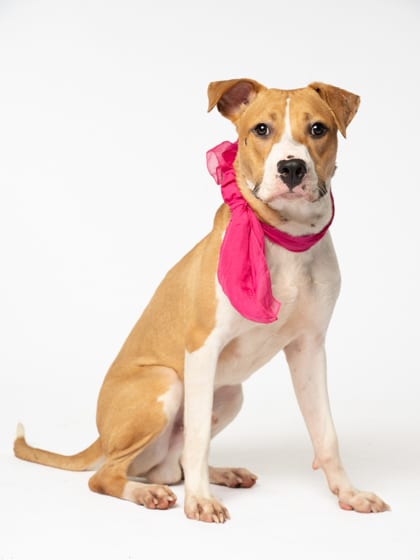 Photo of Poppa, adoptable dog in Atlanta, Georgia