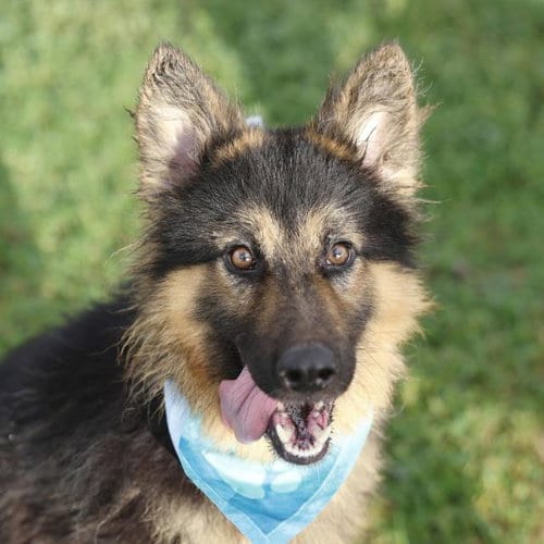Photo of Lesley, adoptable German Shepherd Dog in San Antonio, Texas