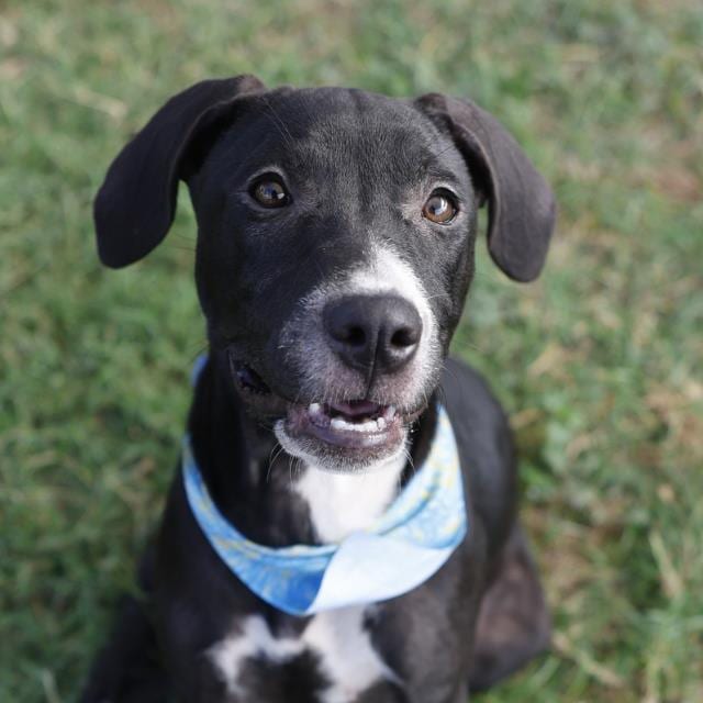Photo of Marsh, adoptable dog in San Antonio, Texas