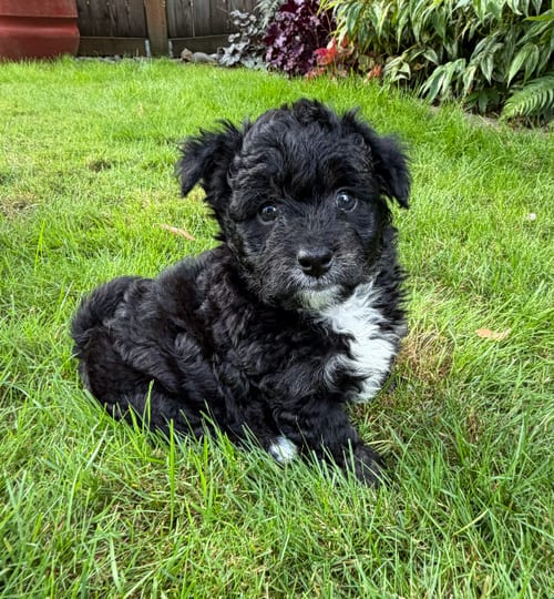 Photo of Rolo, adoptable Poodle (Miniature) in Bellevue, Washington