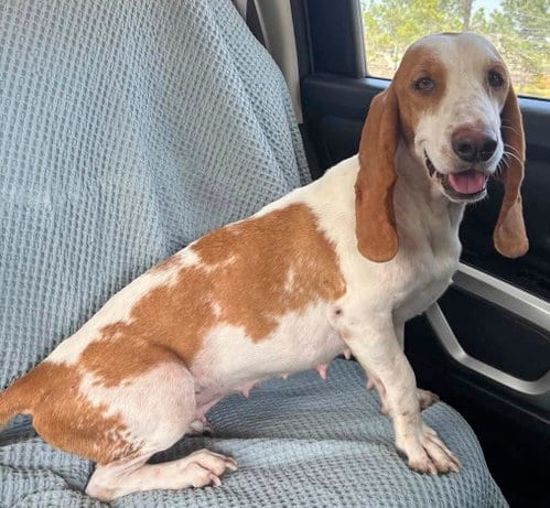 Photo of Hannah, adoptable Basset Hound in Milmay, New Jersey