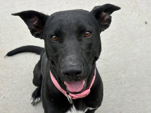 Photo of Dove, adoptable Labrador Retriever in Tulsa, Oklahoma