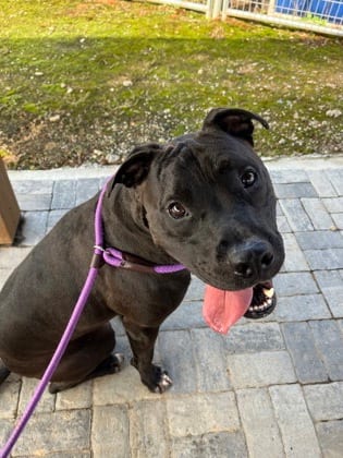 Photo of Prancer, adoptable dog in Atlanta, Georgia