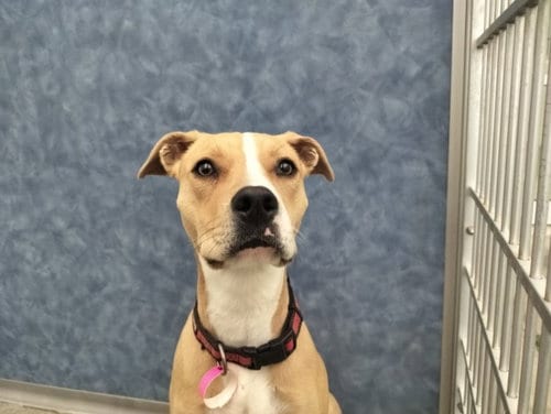 Photo of Coco, adoptable Pit Bull Terrier in Fort Collins, Colorado