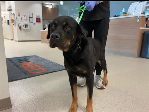 Photo of Waffles, adoptable Rottweiler in Mesa, Arizona