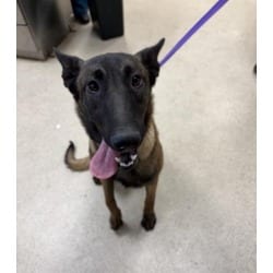 Photo of Kane, adoptable Belgian Malinois in Jurupa Valley, California