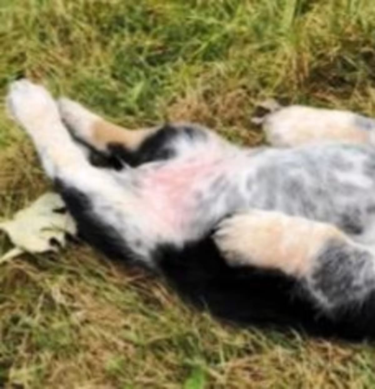 Photo of Medley, adoptable Yorkie, Yorkshire Terrier/Australian Shepherd in Hainesville, Illinois