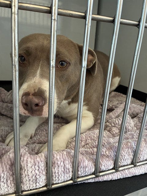 Photo of Paloma, adoptable Pit Bull Terrier in San Jose, California