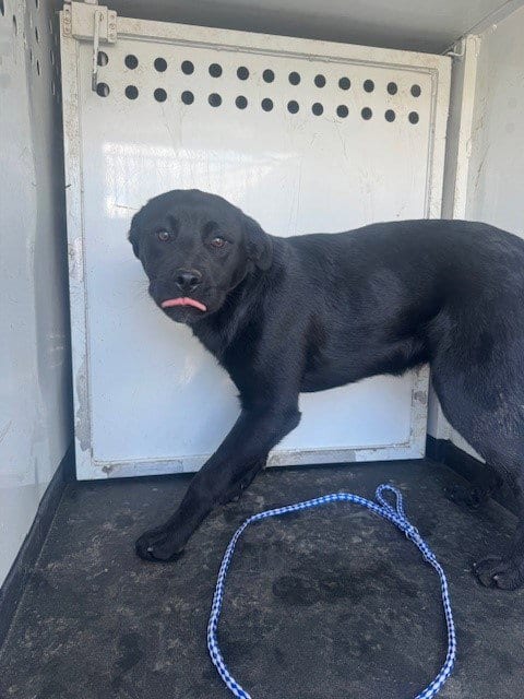 Photo of A166800, adoptable Labrador Retriever in Bakersfield, California