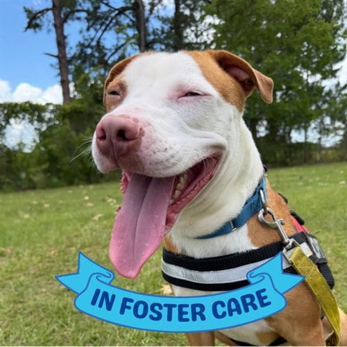 Photo of Gobie, adoptable Labrador Retriever in Tallahassee, Florida