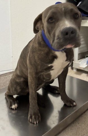 Photo of Rose, adoptable Pit Bull Terrier in Bakersfield, California