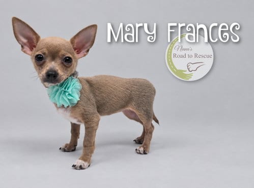 Photo of Mary Frances, adoptable Chihuahua in Benton, Louisiana