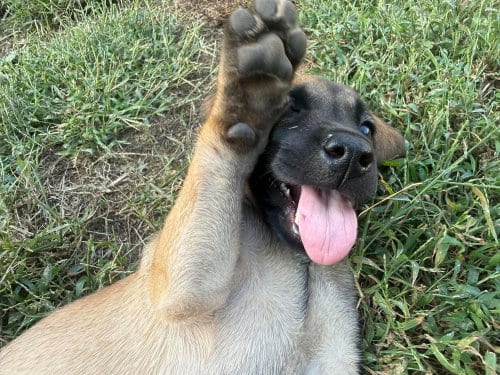 Photo of 2 Orphans - Cosette - Located in Missouri, adoptable Belgian Shepherd Malinois in Imlay City, Michigan