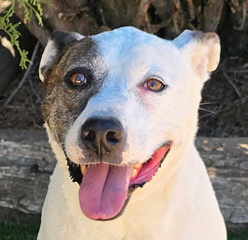 Photo of Terrific Ms Torie ~ Gentle Companion, adoptable American Staffordshire Terrier in Albuquerque, New Mexico