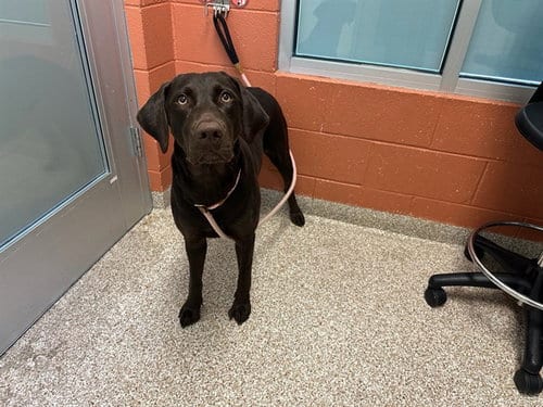 Photo of Godiva, adoptable Labrador Retriever in Pueblo, Colorado