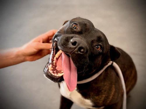 Photo of Bruno, adoptable Pit Bull Terrier in Orlando, Florida