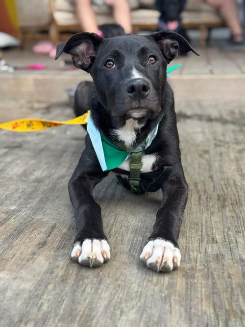 Photo of Duke, adoptable American Staffordshire Terrier in Holly Springs, North Carolina
