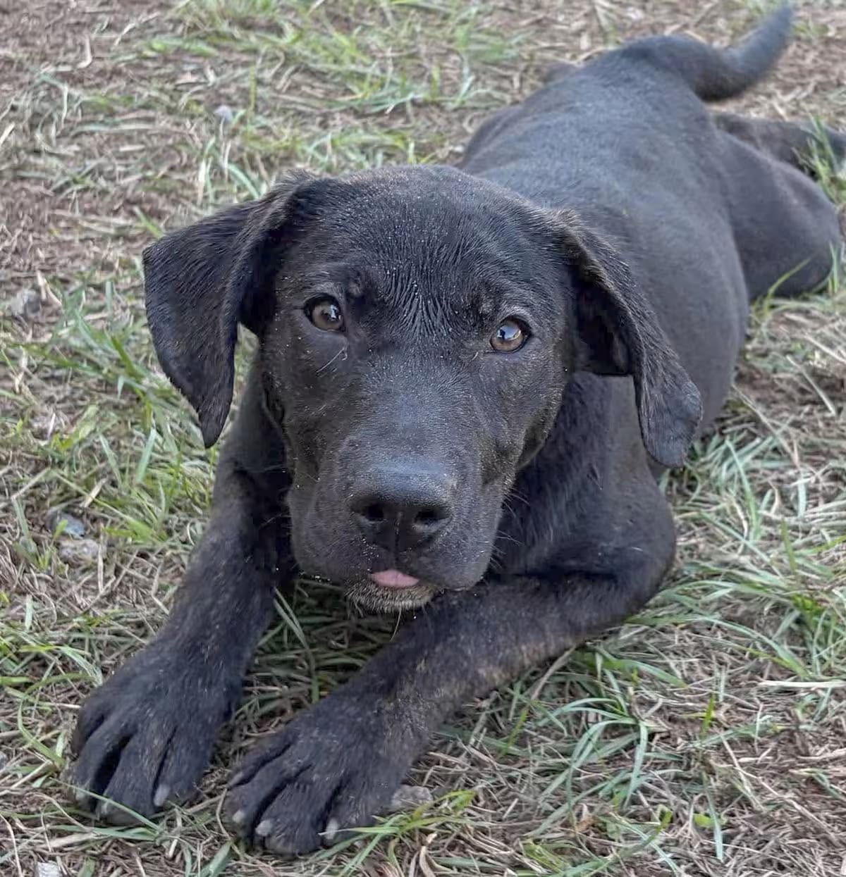 Photo of Paprika, adoptable Labrador Retriever/Mixed Breed (Medium) in Allentown, Pennsylvania
