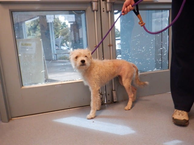 Photo of Bella, adoptable Maltese in San José, California