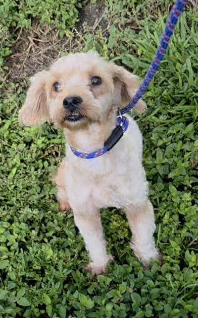 Photo of Andrew, adoptable Poodle (Miniature) in Fort Lauderdale, Florida