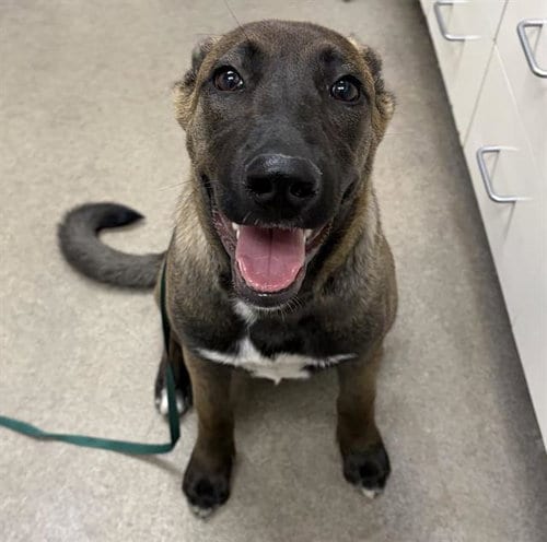 Photo of A128793, adoptable Belgian Shepherd Malinois in HESPERIA, California