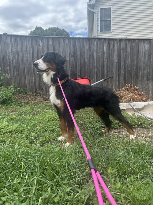 Photo of Lilah, adoptable Bernese Mountain Dog in Stephens City, Virginia