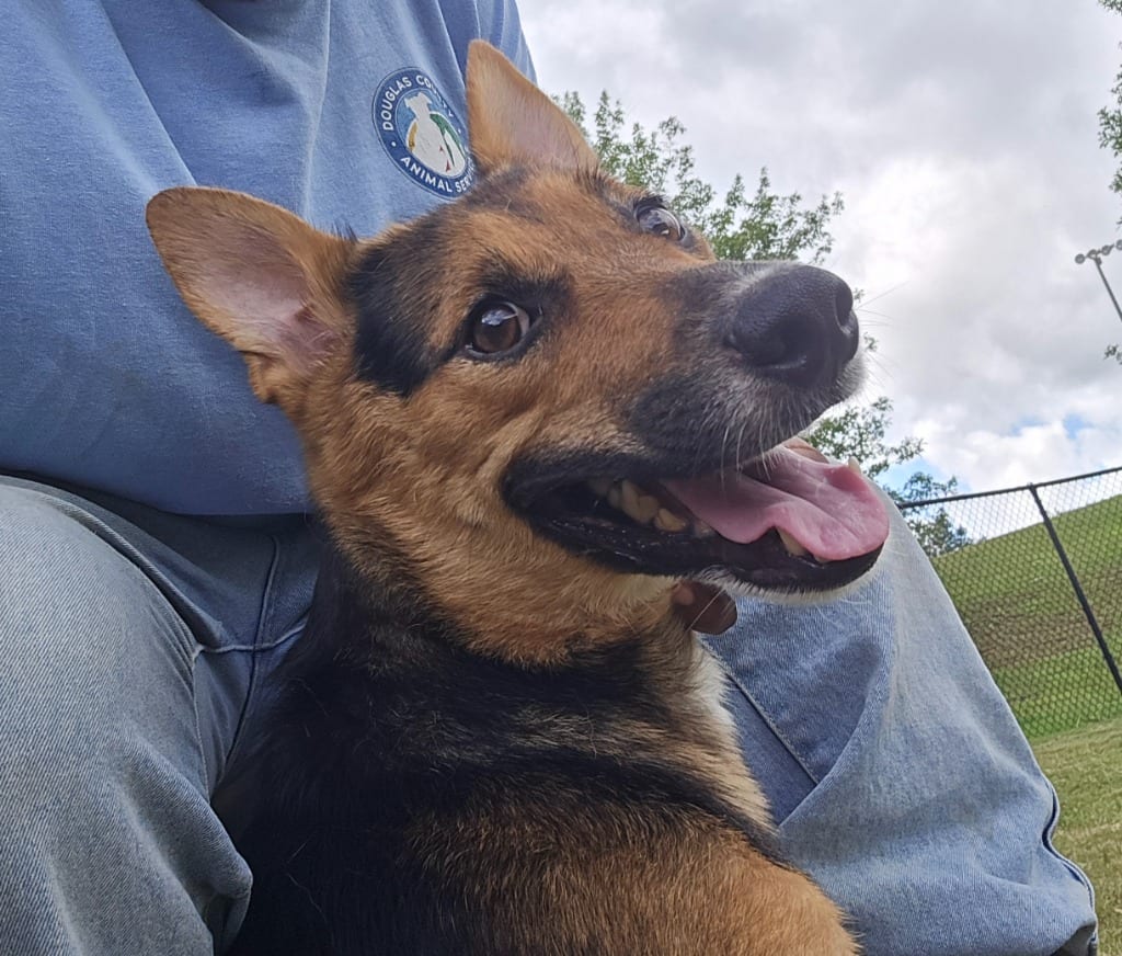 Photo of Snow White, adoptable German Shepherd Dog in Douglasville, Georgia