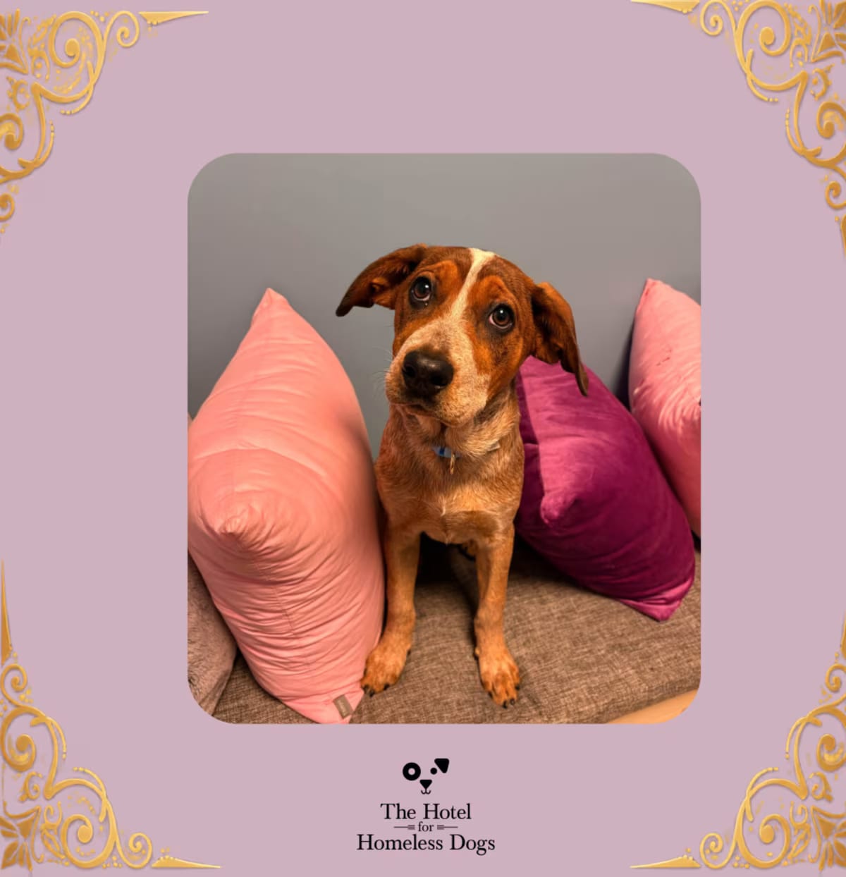 Photo of Dixie, adoptable Bluetick Coonhound/Mixed Breed (Medium) in Cumberland, Rhode Island