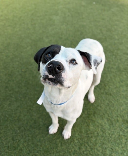 Photo of Bill, adoptable Mixed Breed