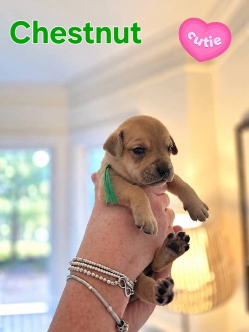 Photo of Chestnut - Willow Mae Litter, adoptable Unknown breed in Holly Springs, North Carolina