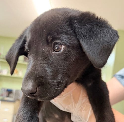 Photo of Trapper Keeper, adoptable Labrador Retriever in Burnsville, North Carolina