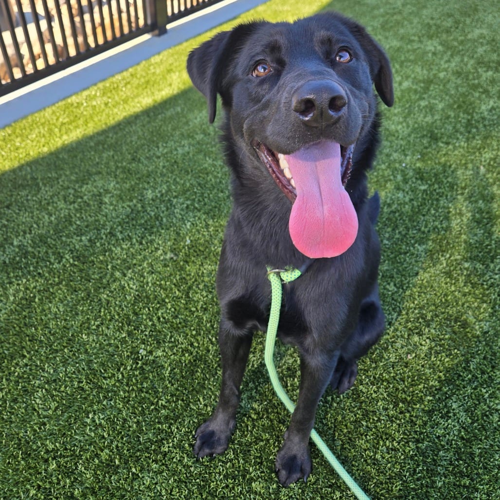 Photo of Keekee, adoptable Retriever, Black Labrador in Spartanburg, South Carolina