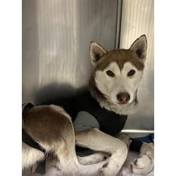 Photo of Shirley, adoptable Husky in Jurupa Valley, California