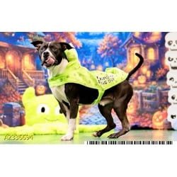 Photo of Trey, adoptable Mixed Breed (Medium) in West Palm Beach, Florida